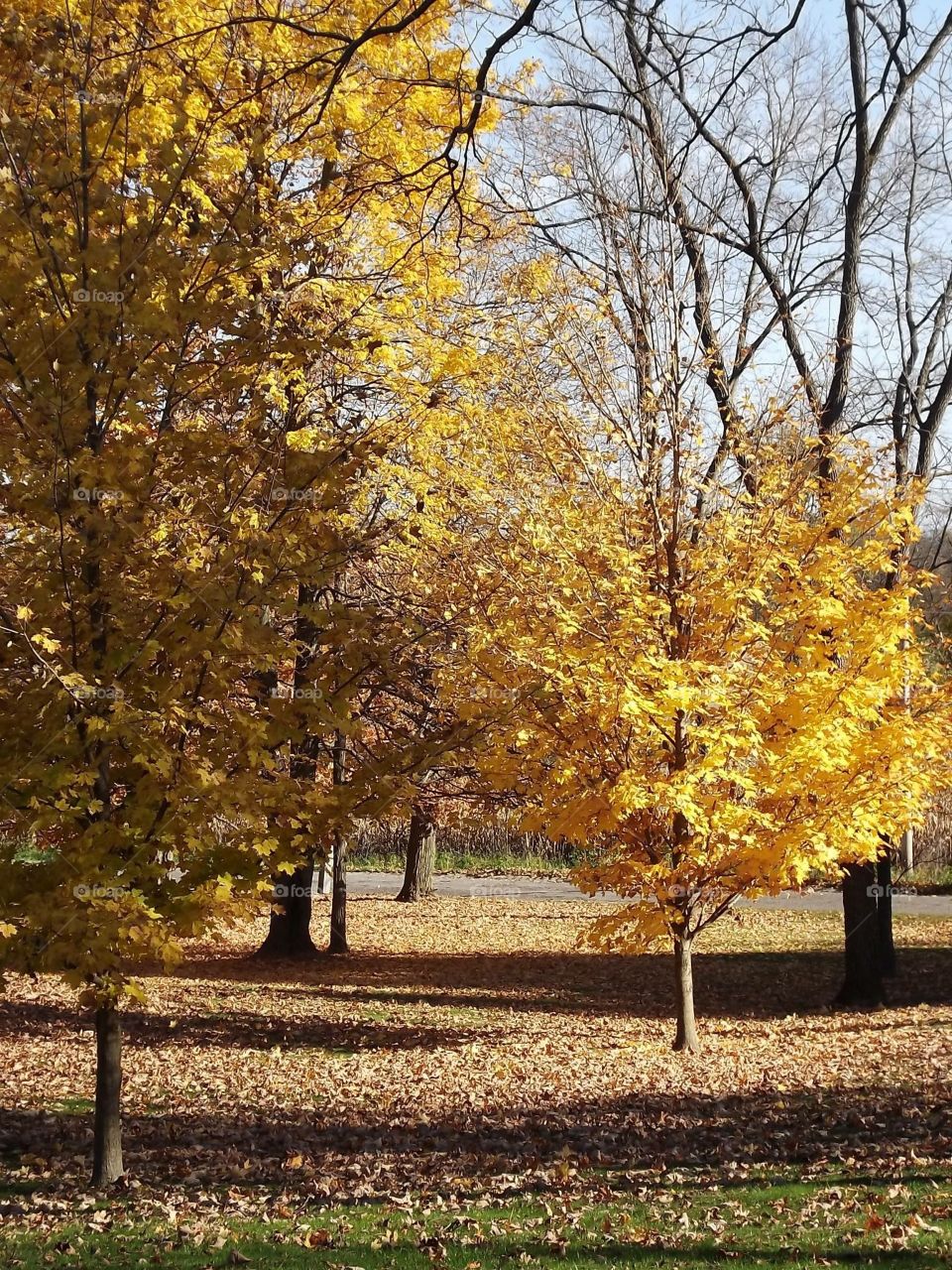 Looking upon yellow, Fall trees. 