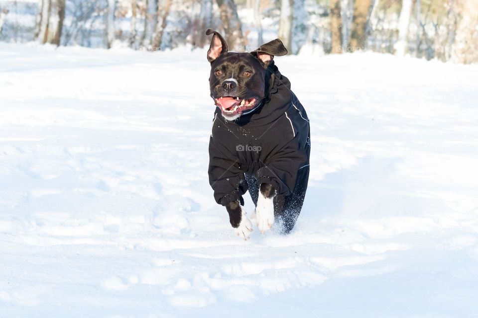 Happy dog wearing his winter jacket while playing in the snow on a sunny cold day 