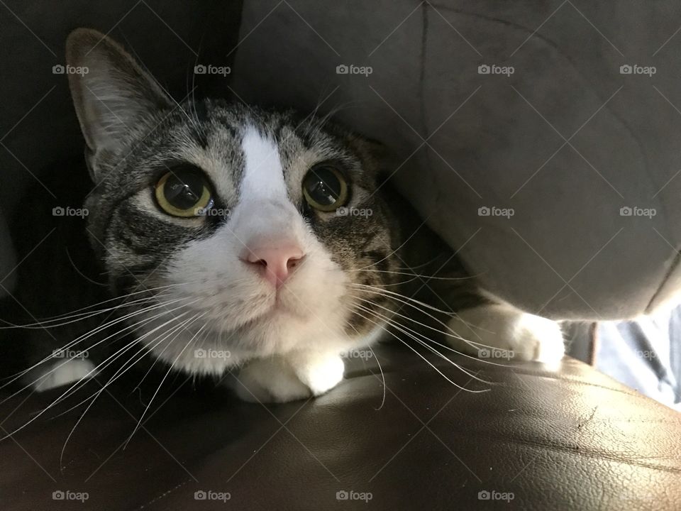 Busted cat! Hiding under the cover