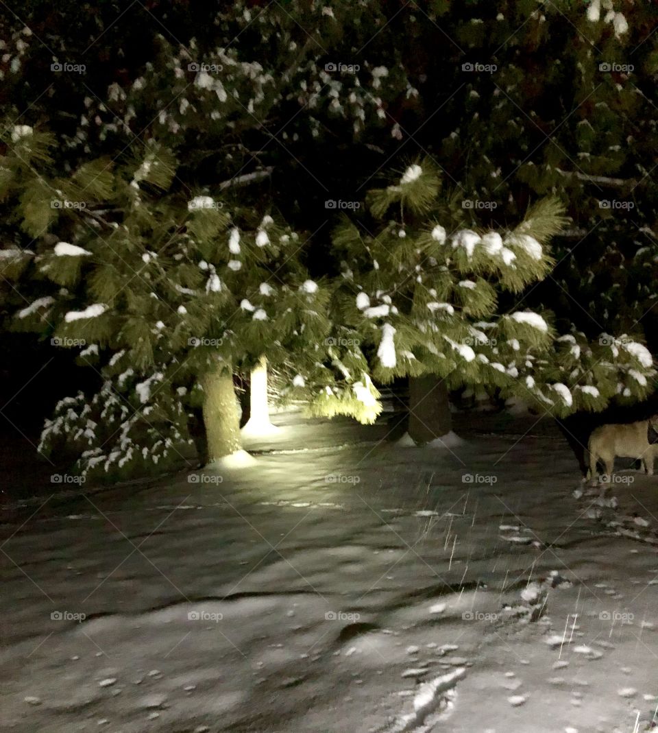 Night scene of a pine tree and bench after a snow storm