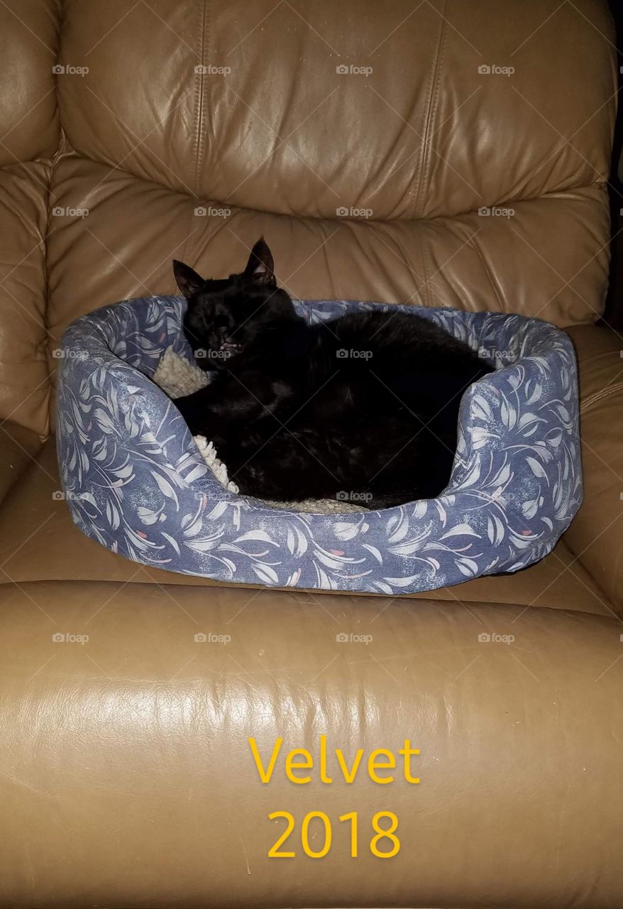 Black cat on Halloween is bad luck. Do you believe in these tall tales? Some do & some do not. which one are you?