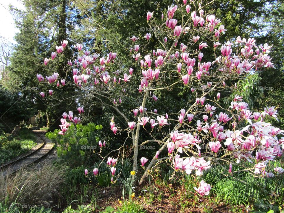 spring magnolia