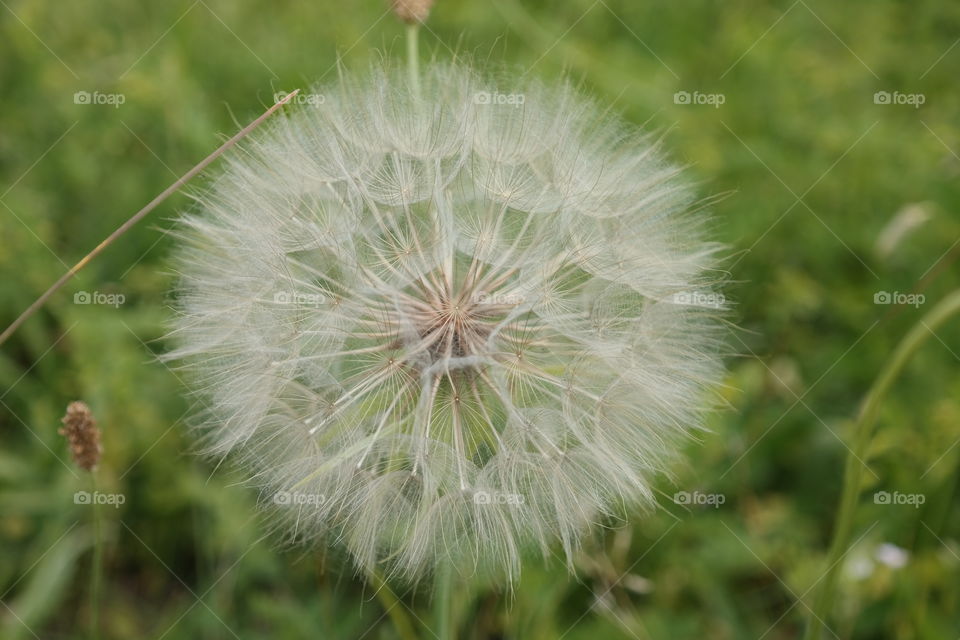 Dandelion 1