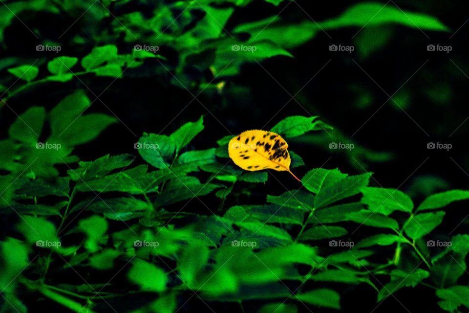 yellowed leaf sitting atop a field of green leafs on a bright sunny day