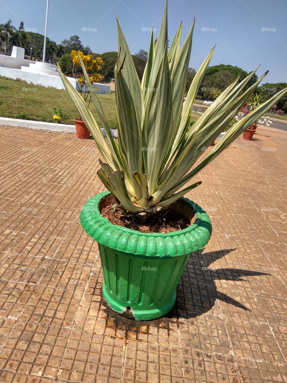 House plants in pot