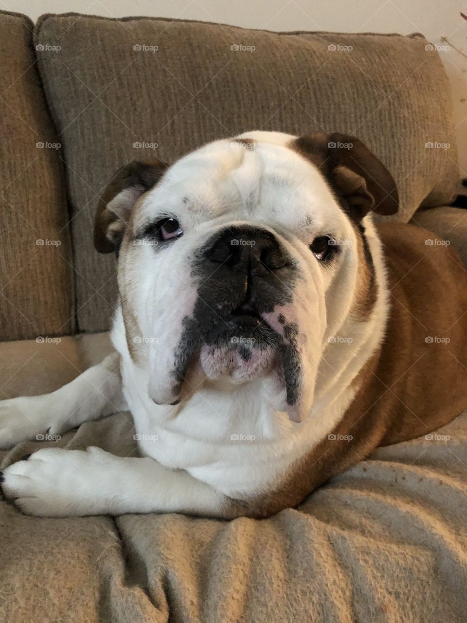 Handsome English bulldog posing on the couch Winston 💕