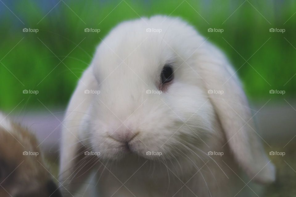 A beautiful white bunny with a grass background.