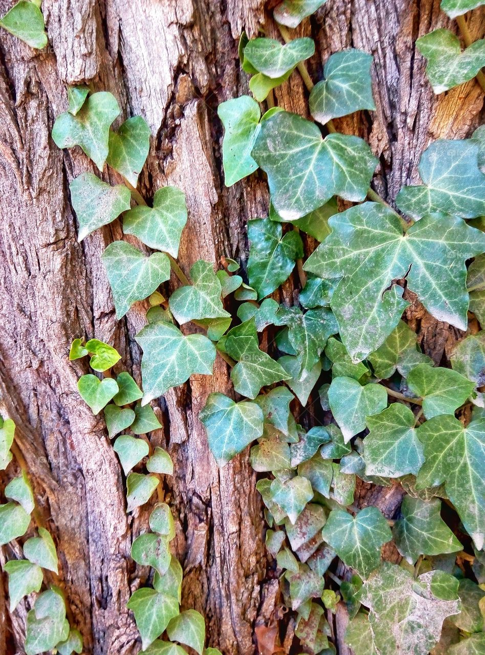 Leaf, Ivy, Flora, Desktop, Growth