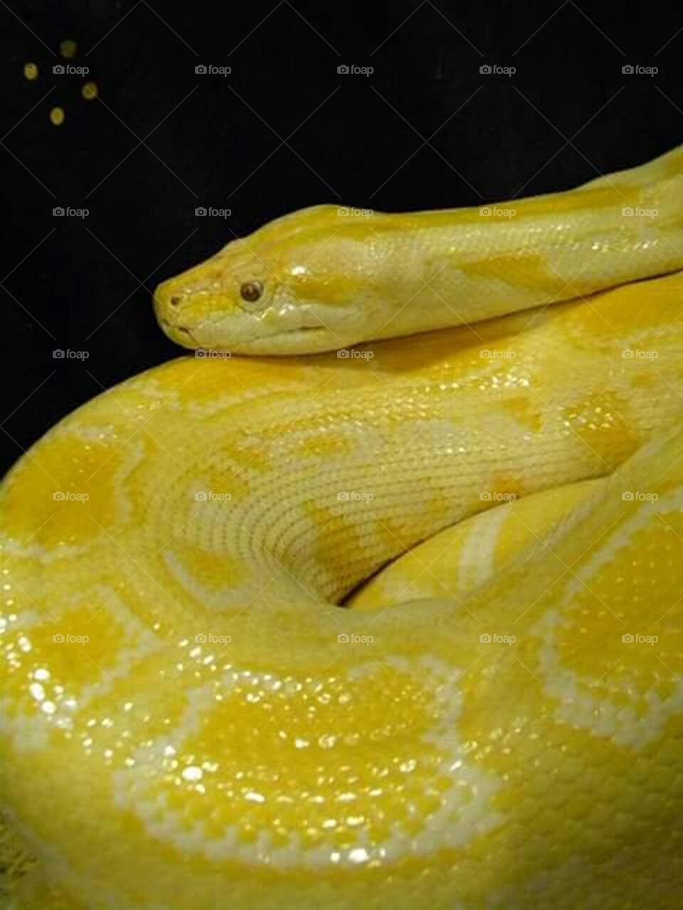 image of yellow Burmese python up close