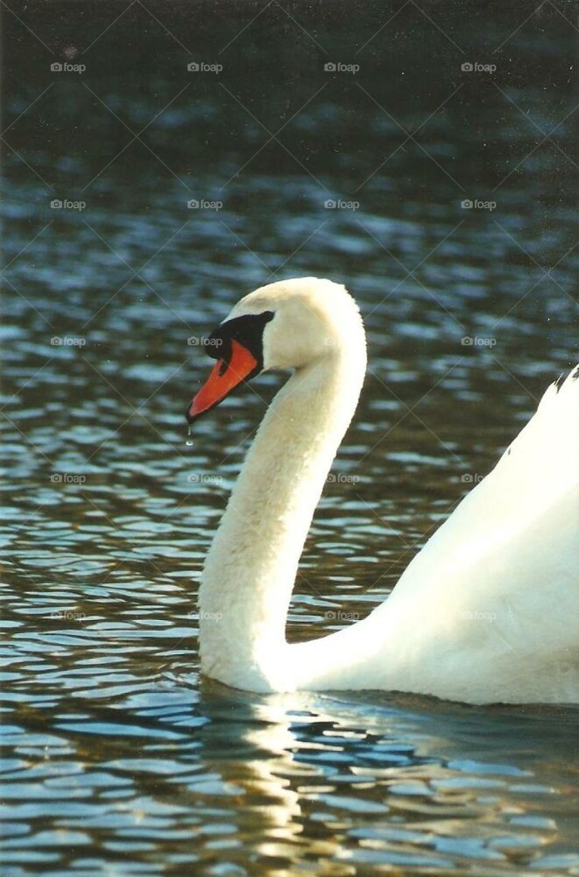 Swan