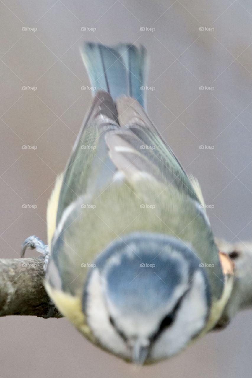 Blue tit ready to fly 