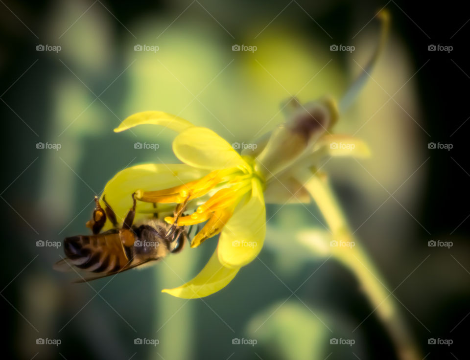 Honey bee trying to collect it