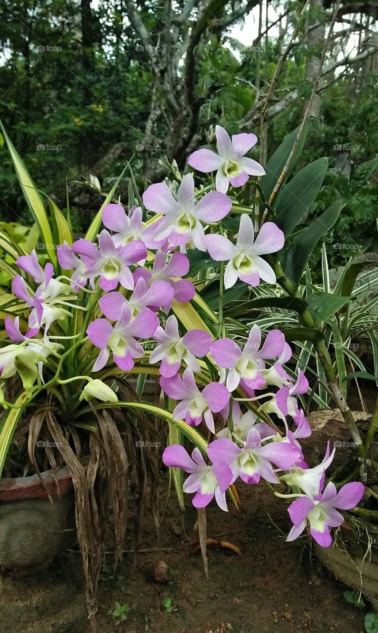 garden flowers captured