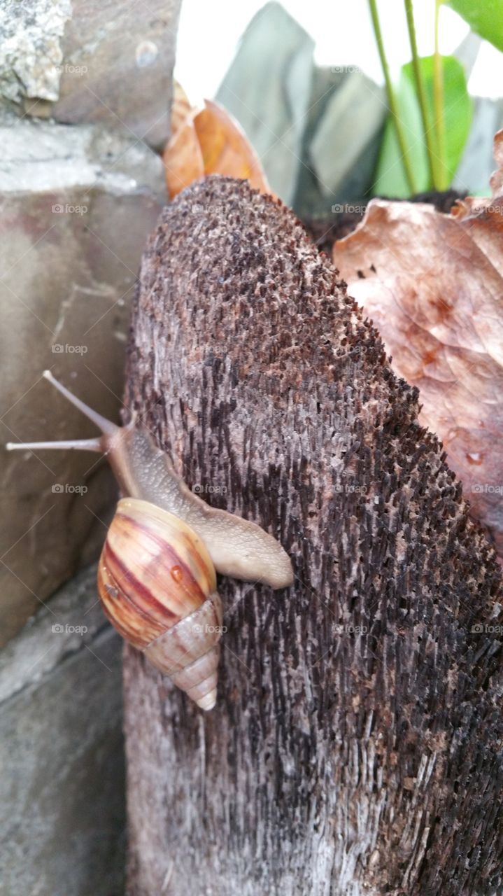 snail on a bark