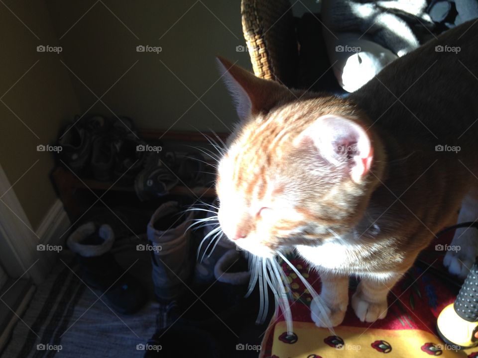 Orange tabby cat enjoying the sunshine