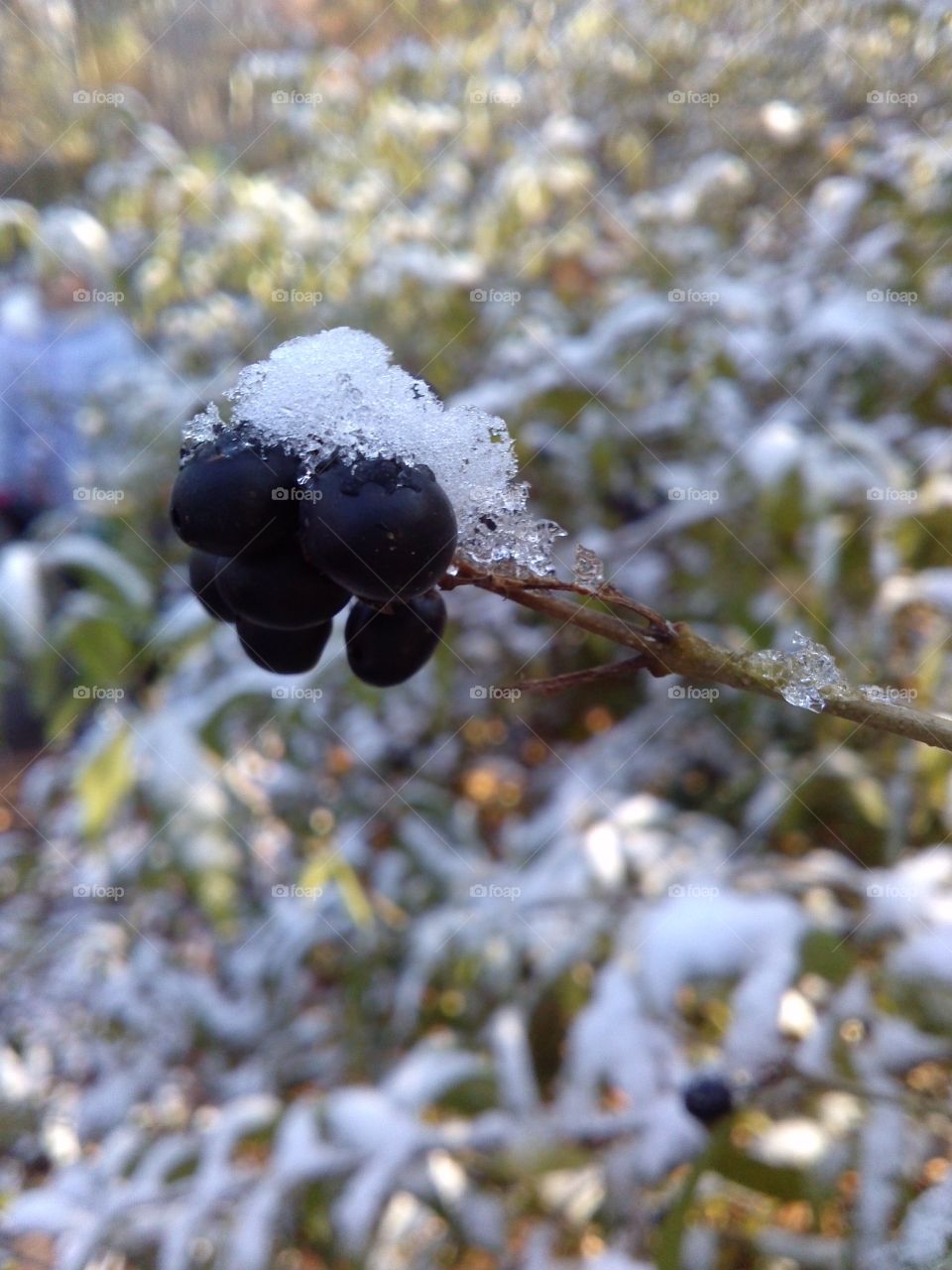 berries