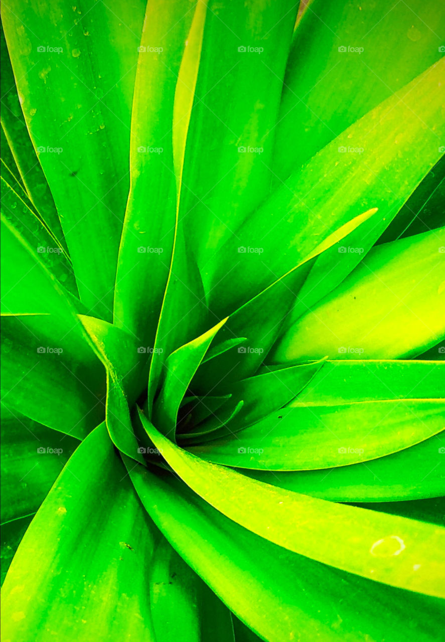 Green leaf