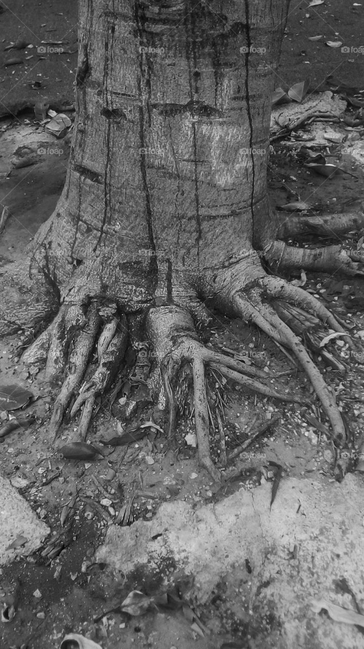 Nature with old rough interesting tree