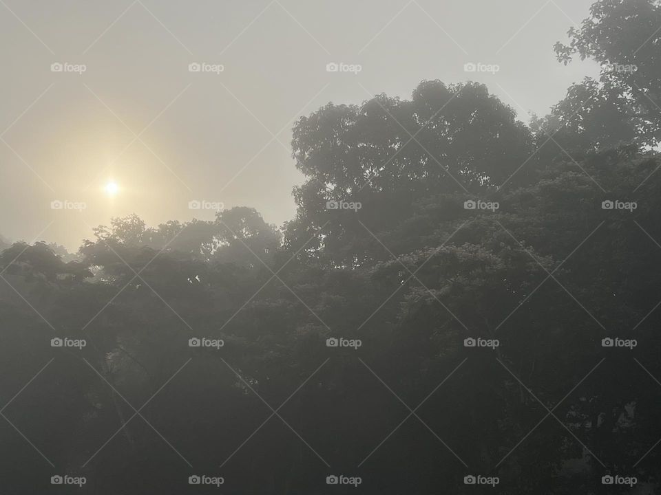 Early morning Sun and mist 