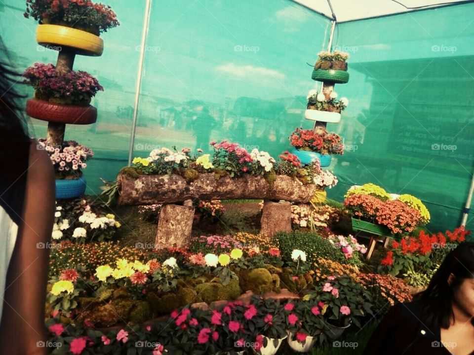 Flowers inside the compound