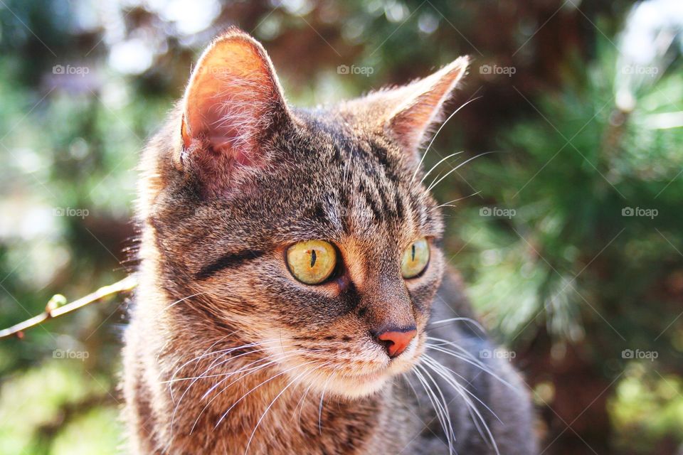 She's curious, she's patient, she always waits for the right moment. She's a Perfect Hunter!

Cat named Tiger.