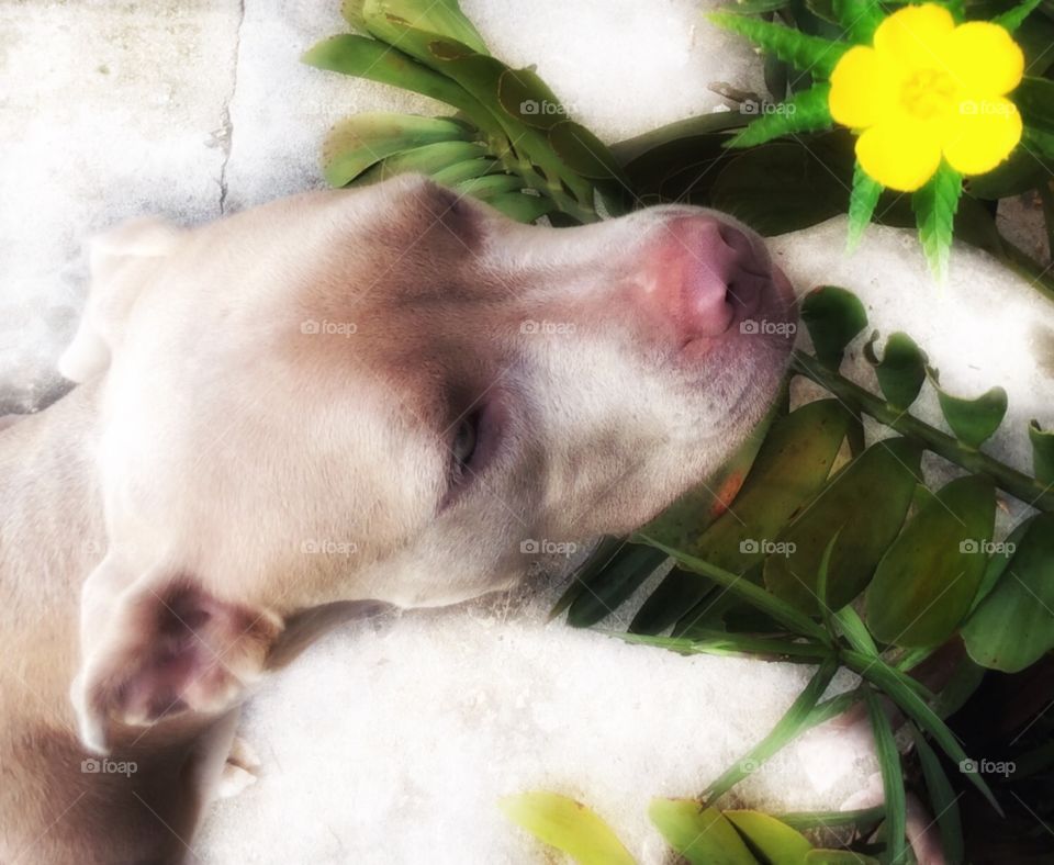 Nina and flower. She was looking for a lizard and I captured this cute photo of her. 