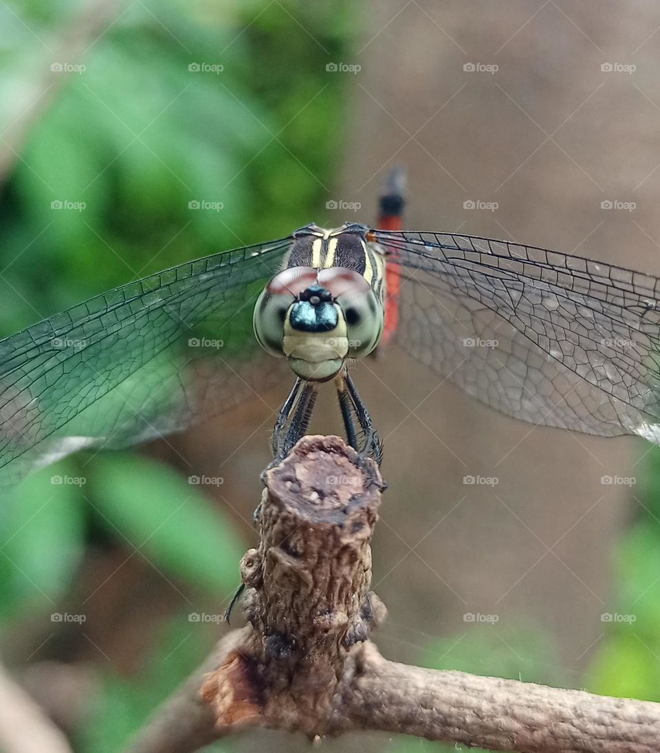Beautiful dragonfly seating on stick looking at camera with nice brown and green colour background insect photography closeup photo