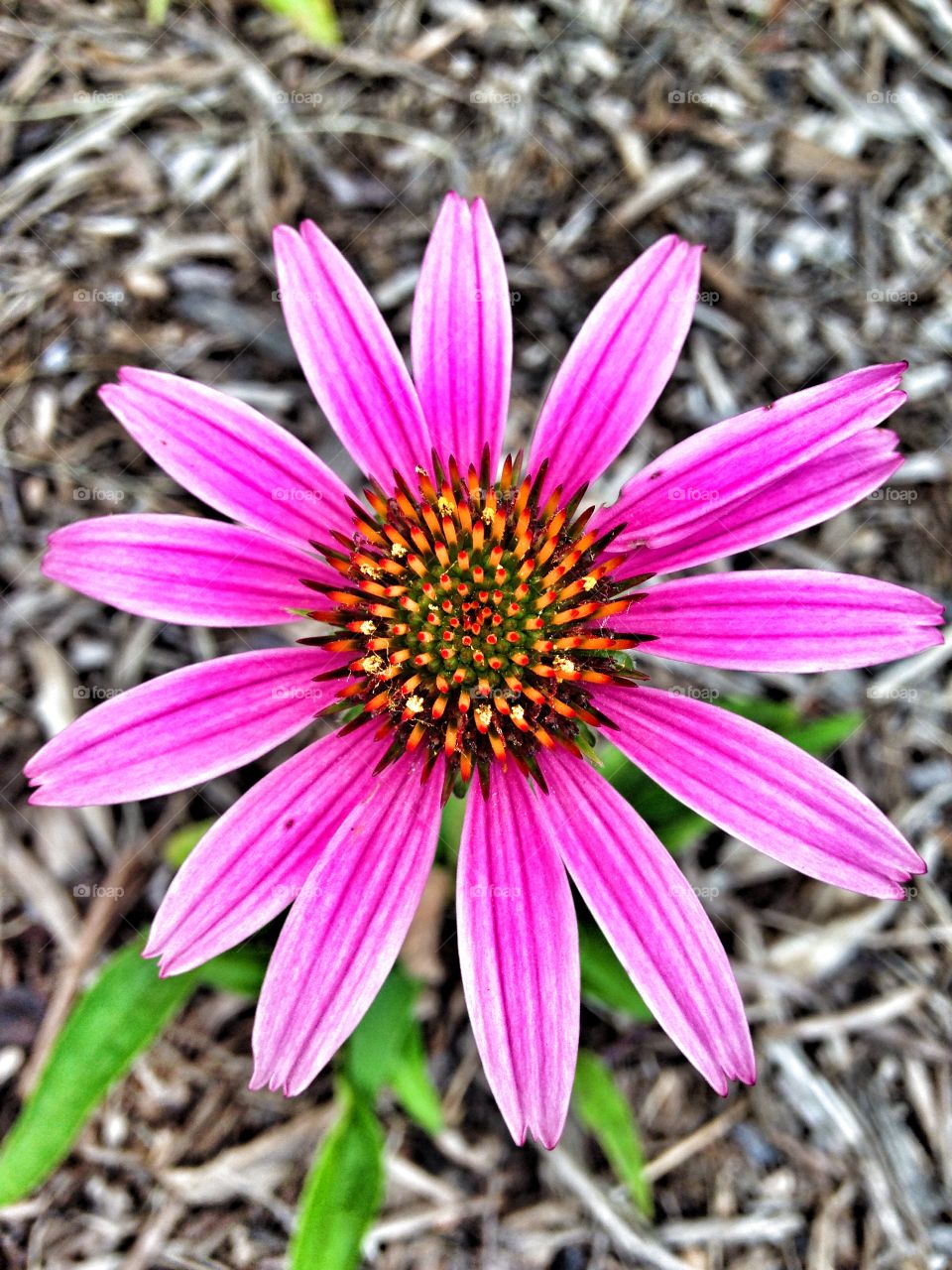 Color pop . Purple coneflower