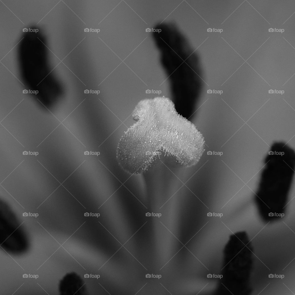 Beautiful Black and white daylily macro