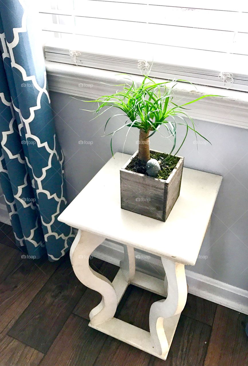 Bonsai tree on decorative table