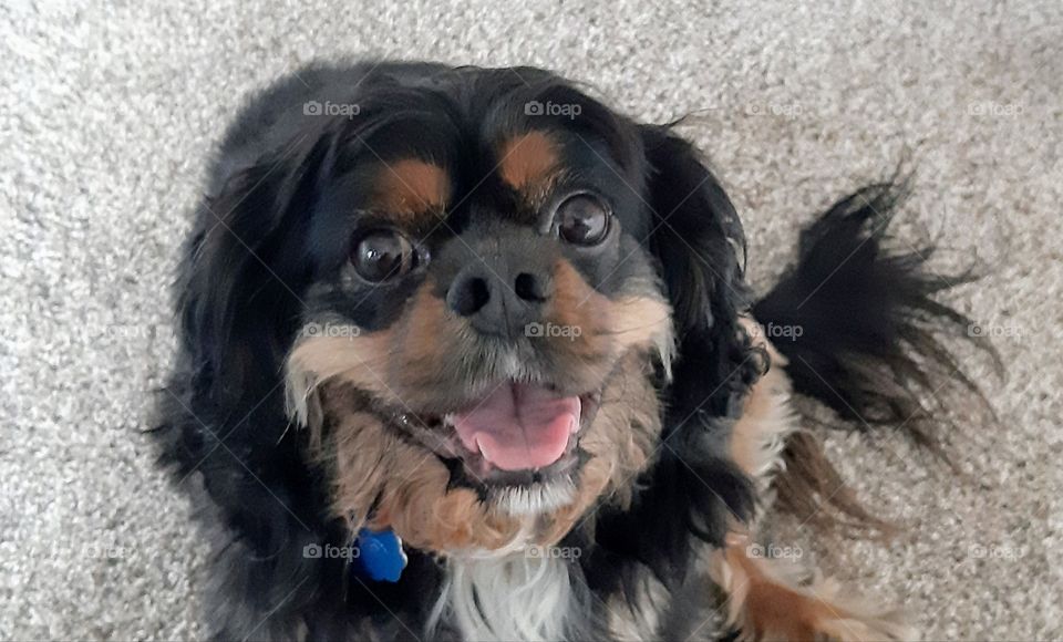 hello smiling dog