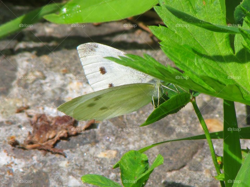 butterflies