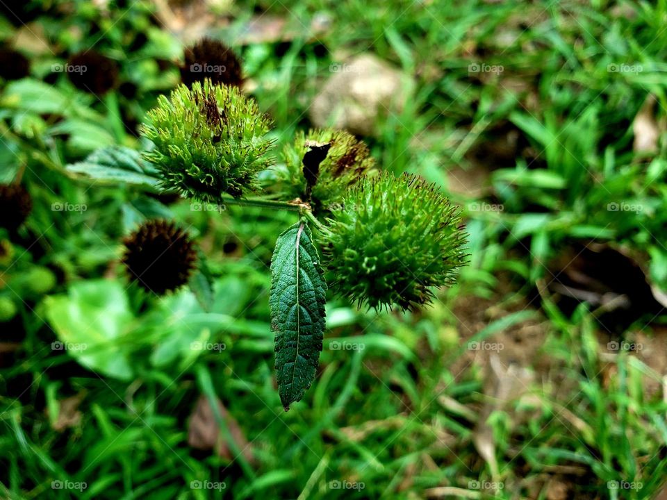 green wild plant in the forest