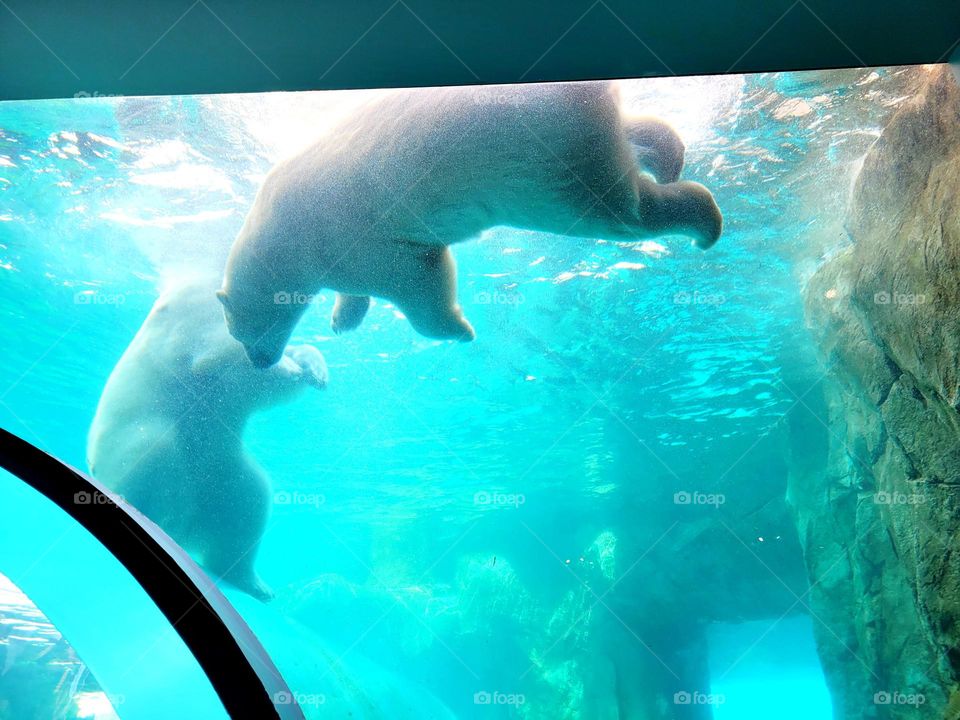 admiring the polar bears