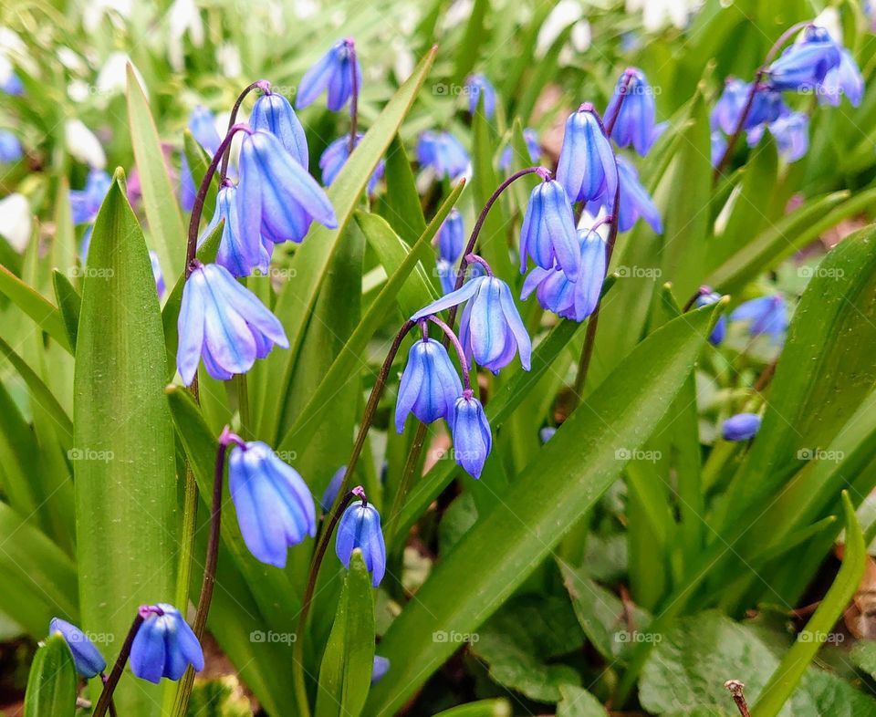 Hello spring 💚💙 Flowers 💚💙 Garden 💚💙