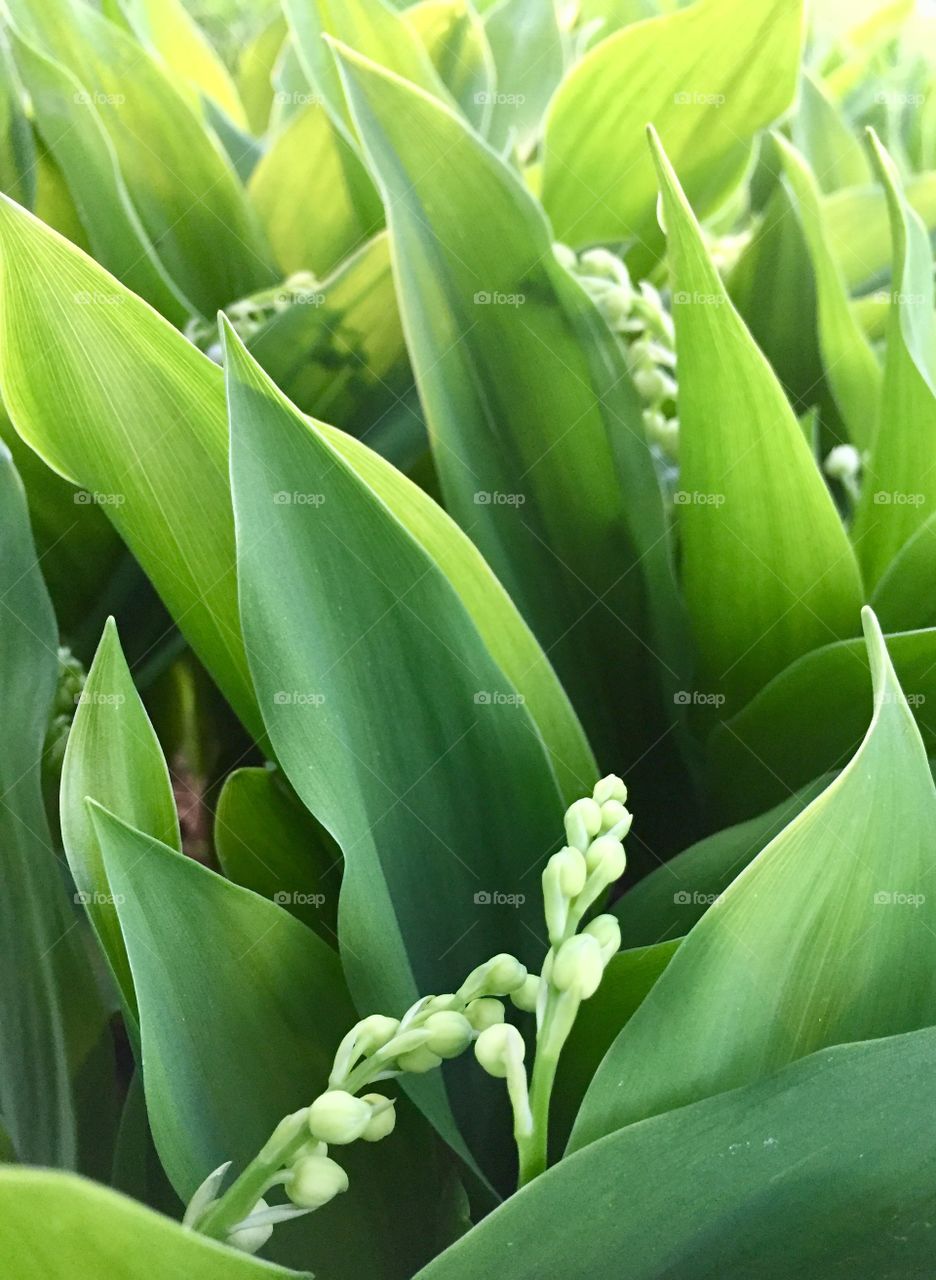 Lily of the valley shoots with flower buds backlit by sunlight 