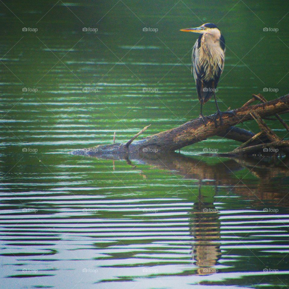 Great Blue Heron 