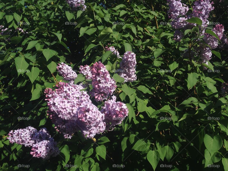 Springtime lilacs!
