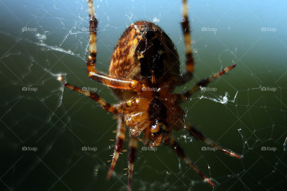 macro makro spider spinne by dryair