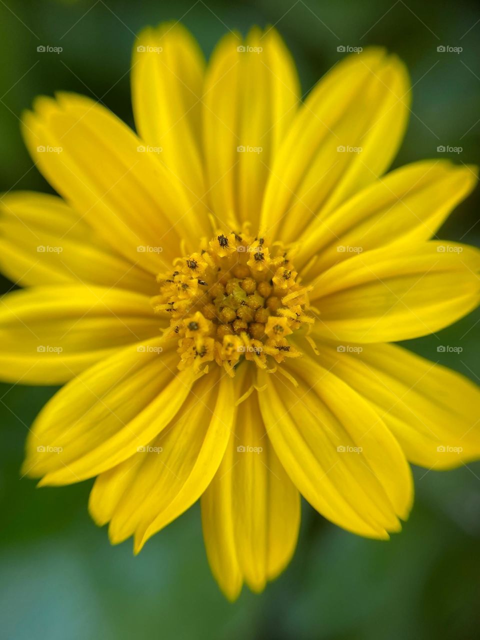 Yellow flower 