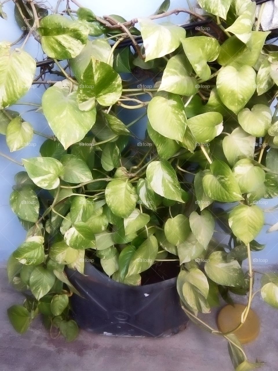 leaf plant in a pot