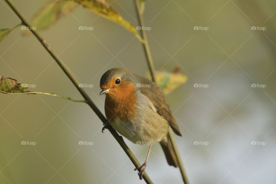 Robin Redbreast
