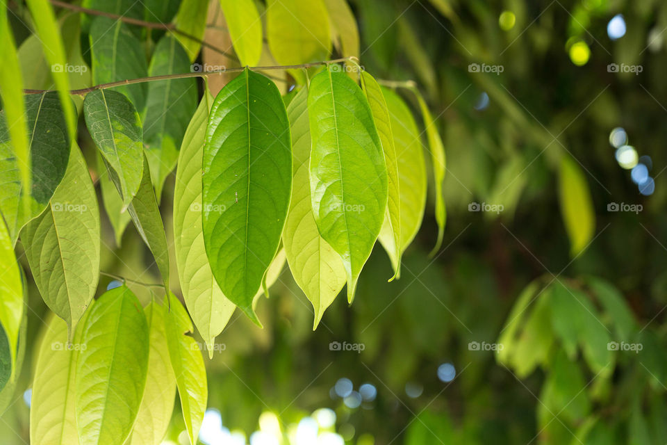 Leaf, Nature, Flora, Tree, Growth