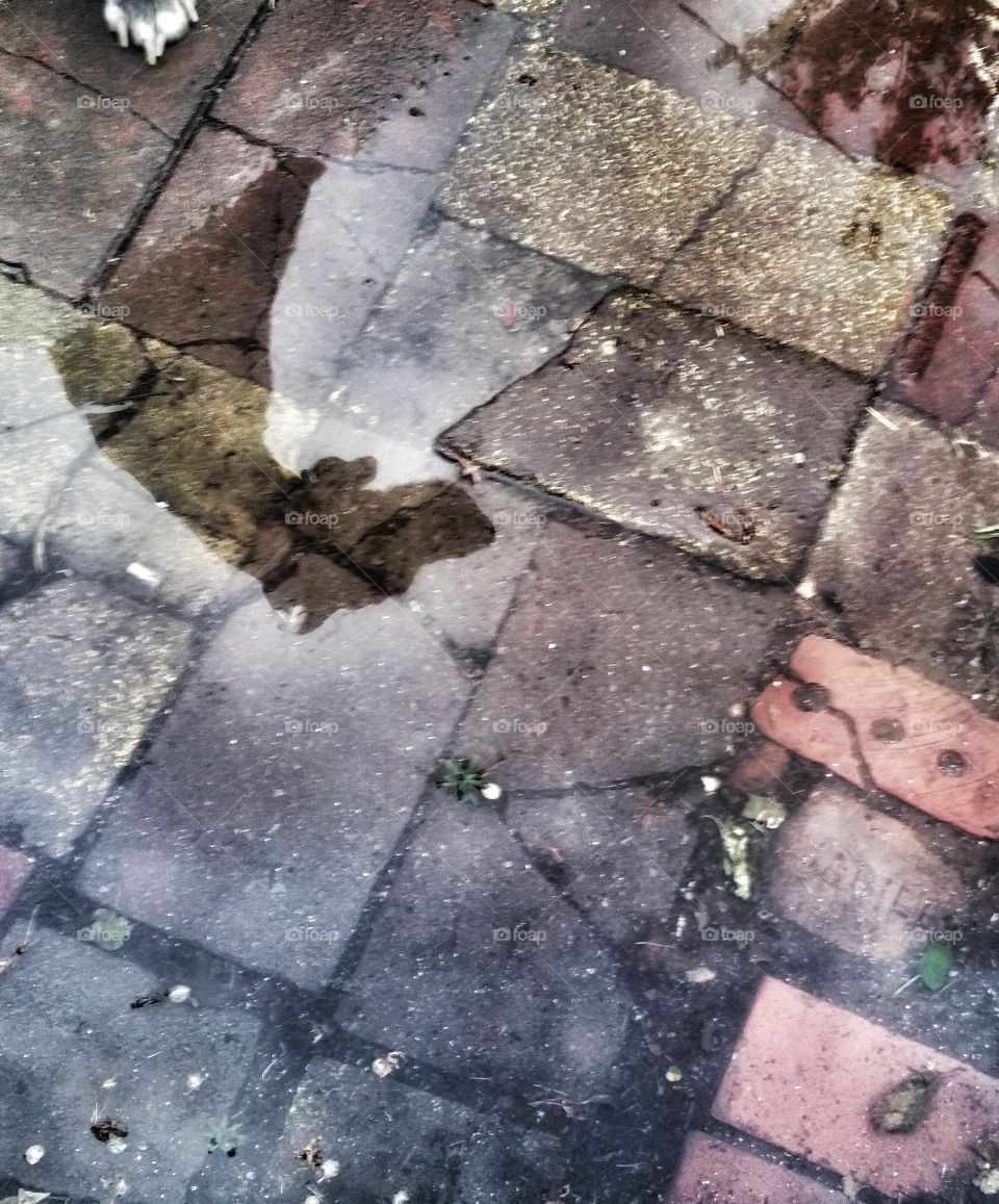 Molly and Reflection