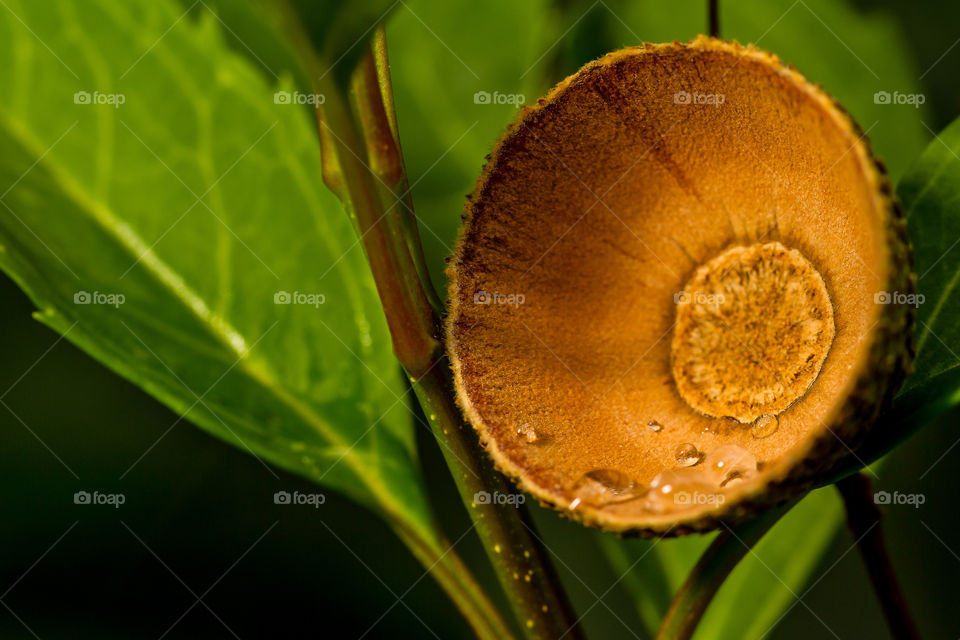 Macro image of water drops in acorn shell with leaves.