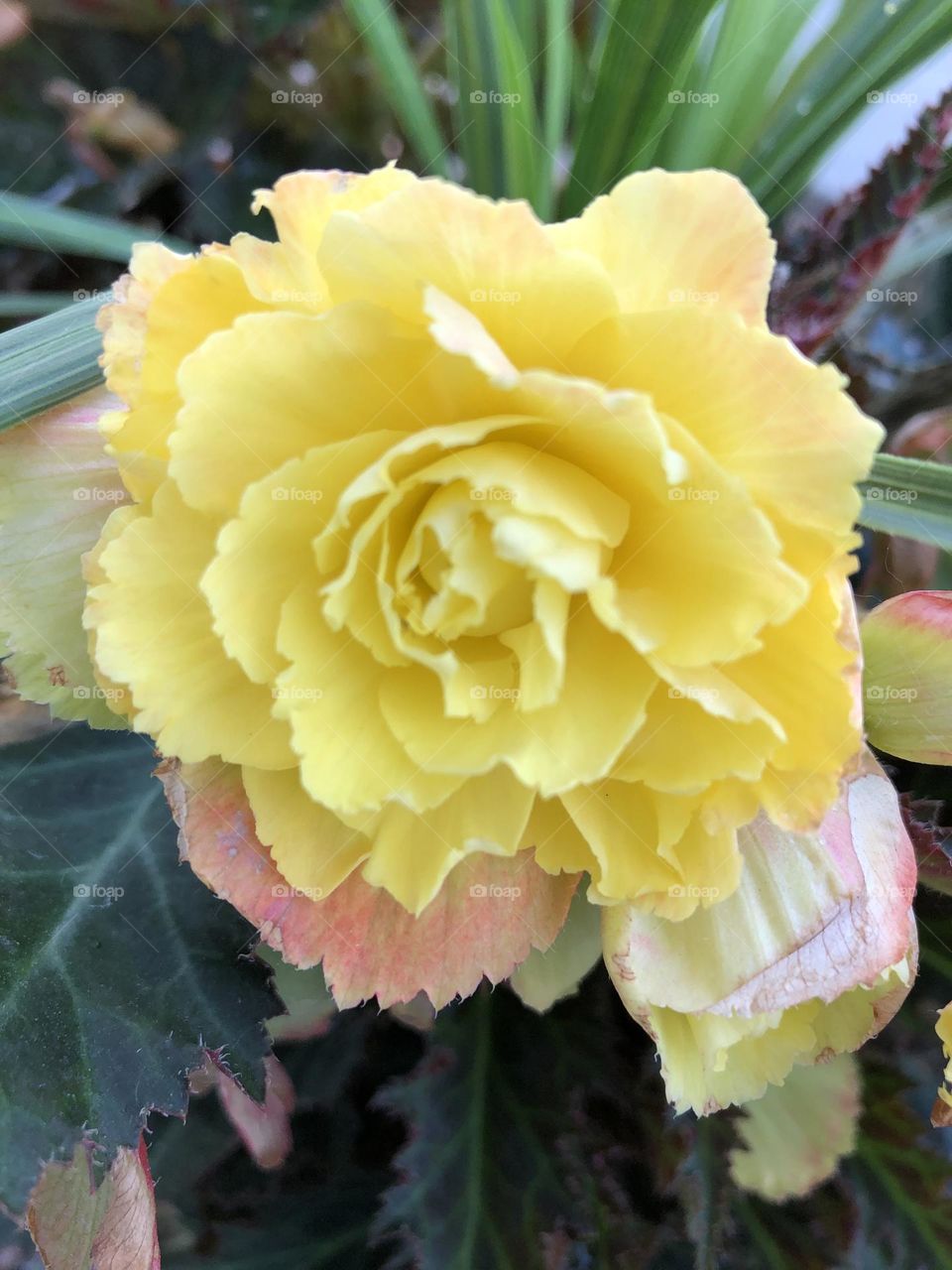 Yellow Flower with pink edges 