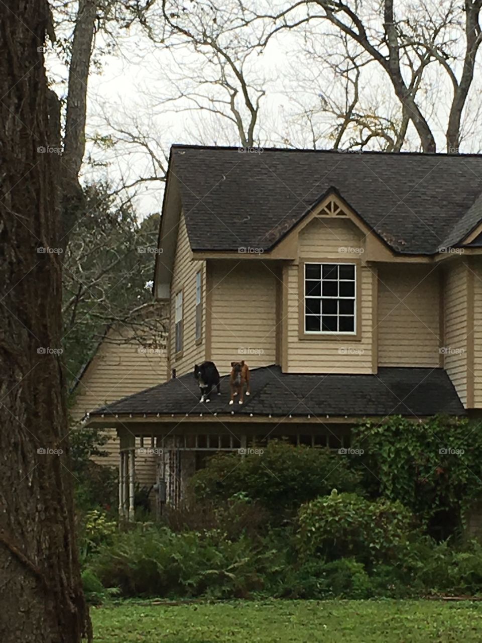 Dogs on roof?