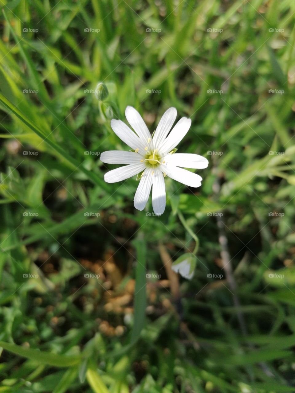 Nice white flower in the grass