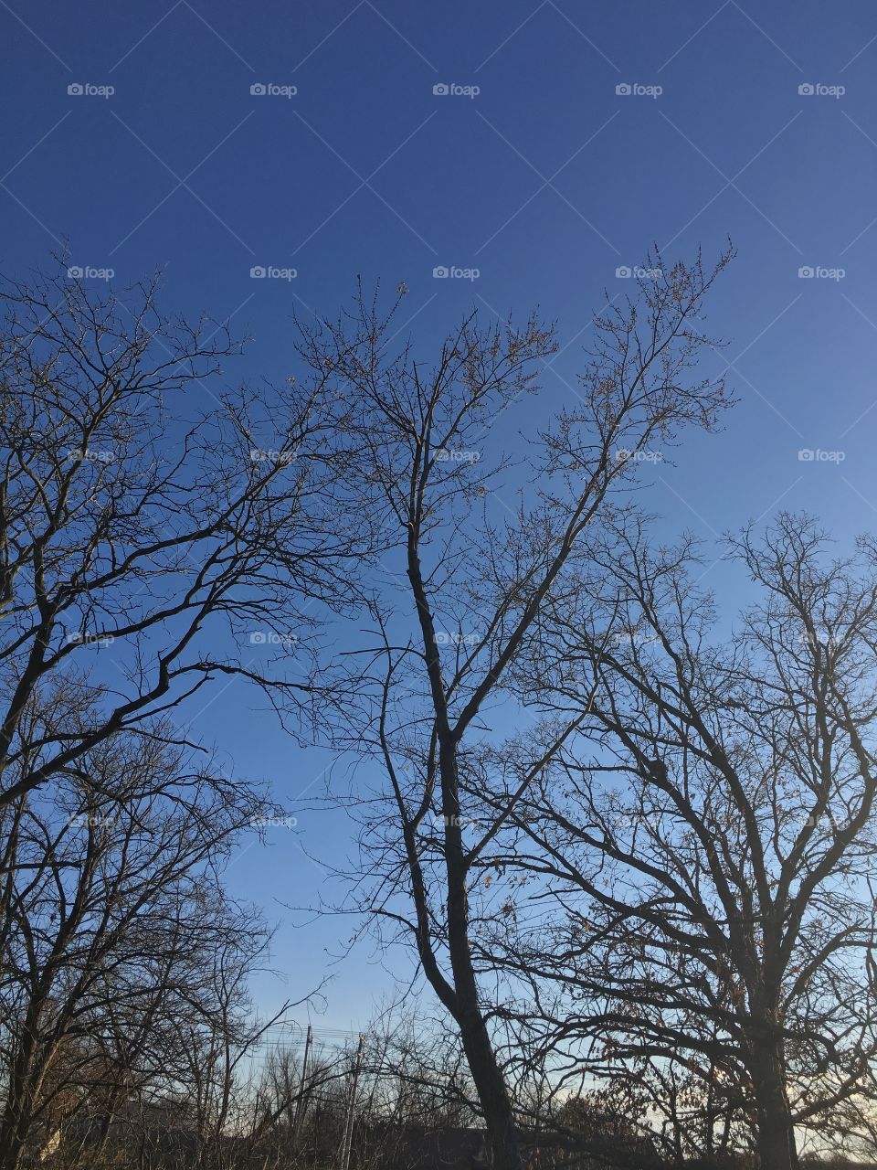 Light through the trees