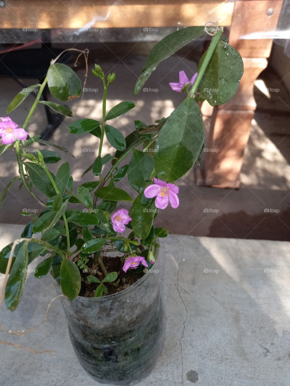 Essa flores tem o nome de 3 horas.